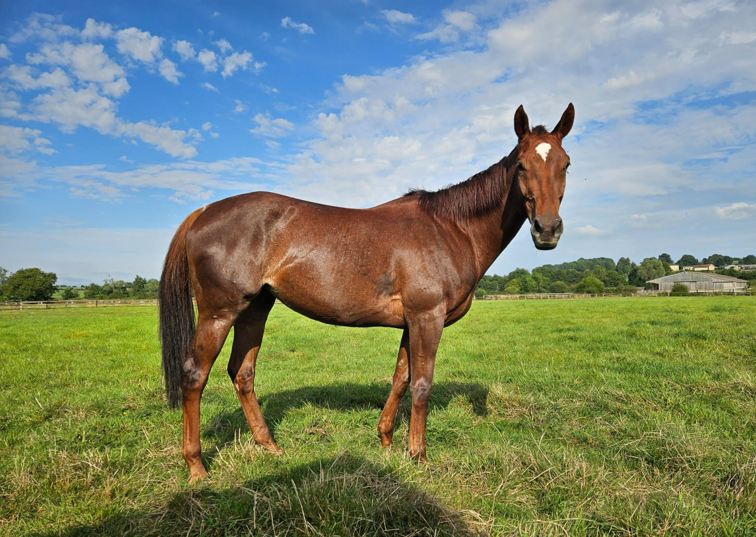 KORVETTE (GER)  photo