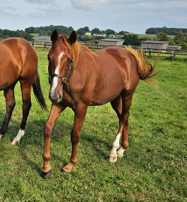 NINJA DE MARBEUF (FR) . photo