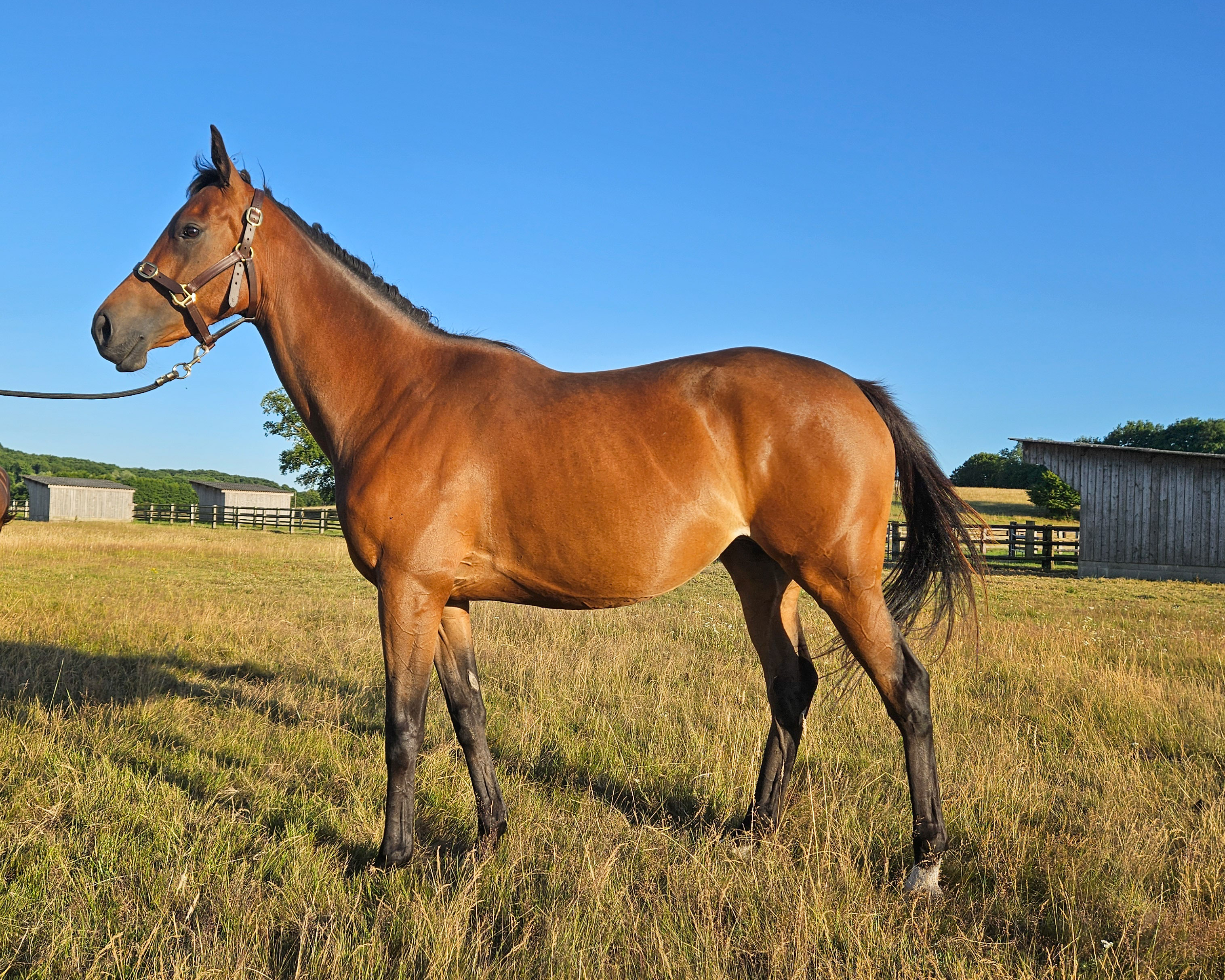 BELLA UMBRIA (GB) photo