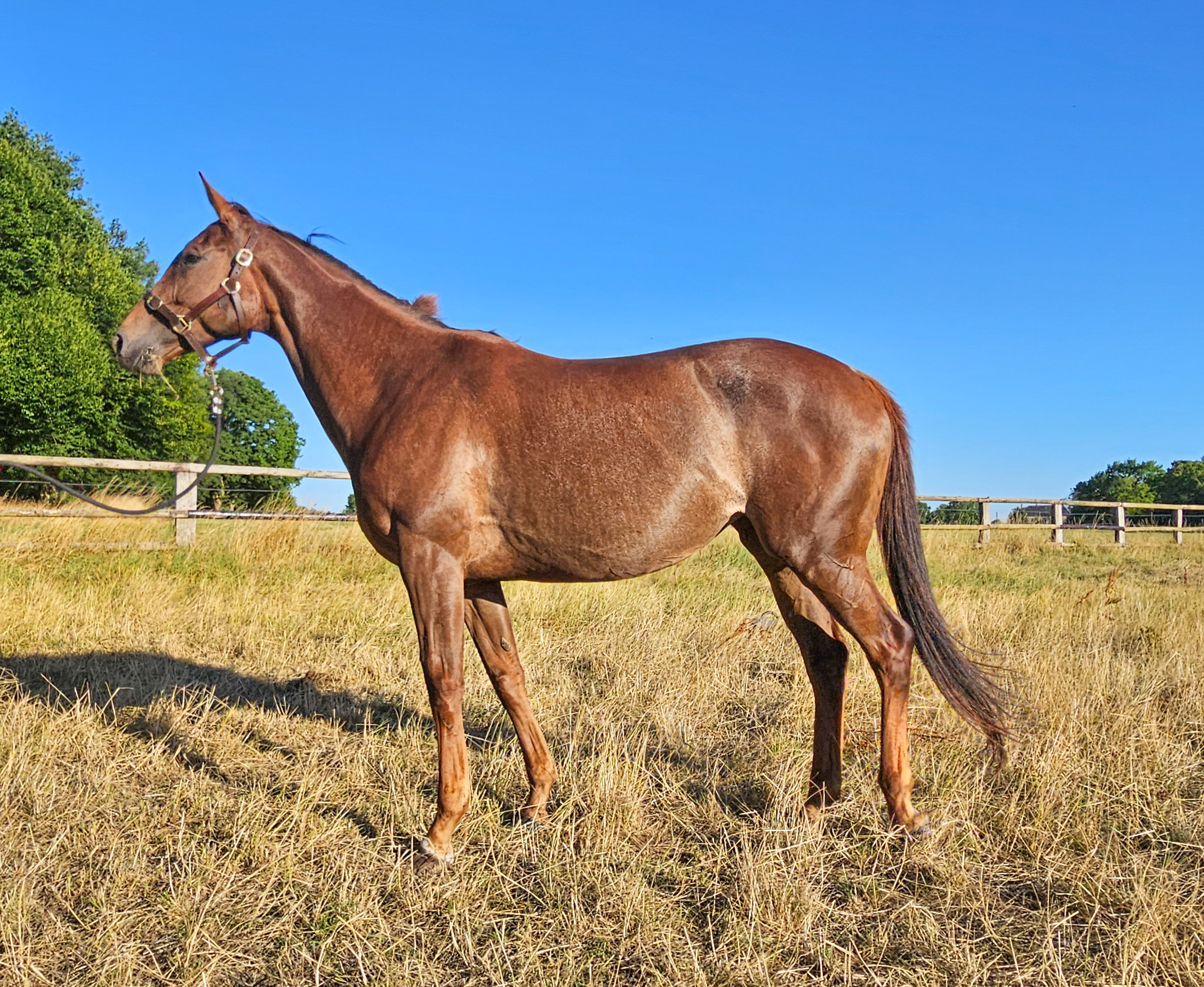 KORVETTE (GER)  photo
